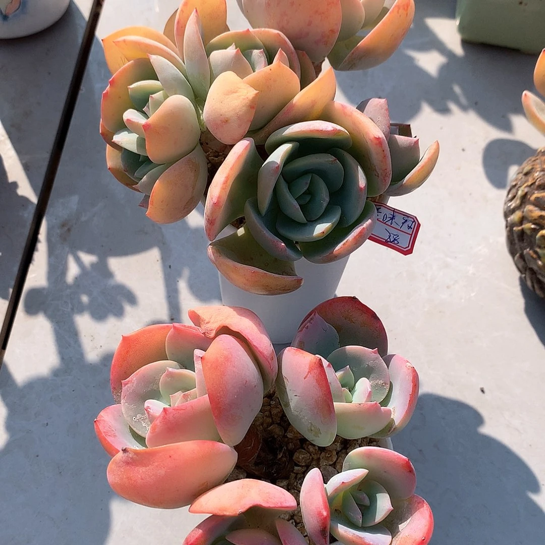 白凤多肉植物两颗