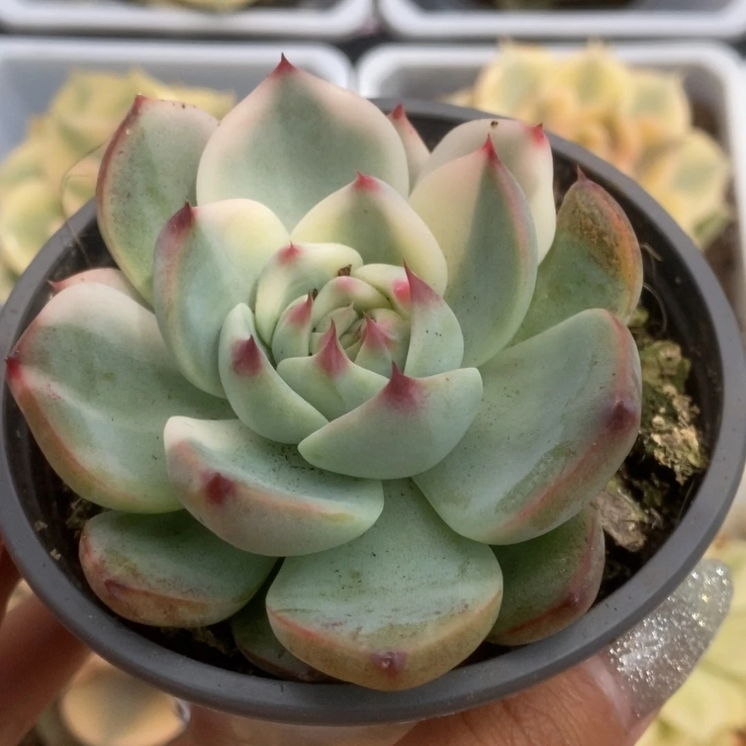 057锦锦锦锦锦锦锦锦