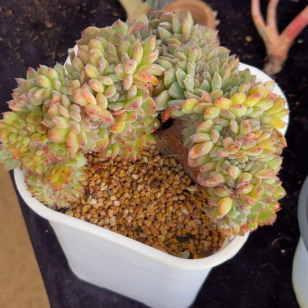 新年快乐 新年快乐