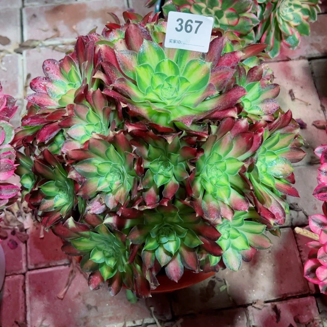 367韶华法师多肉植物