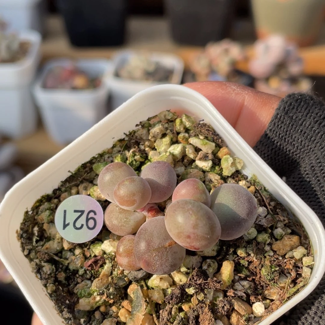芒果奶酪多肉植物
