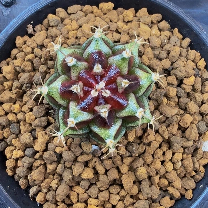 当前无花朵，栽培后可花朵