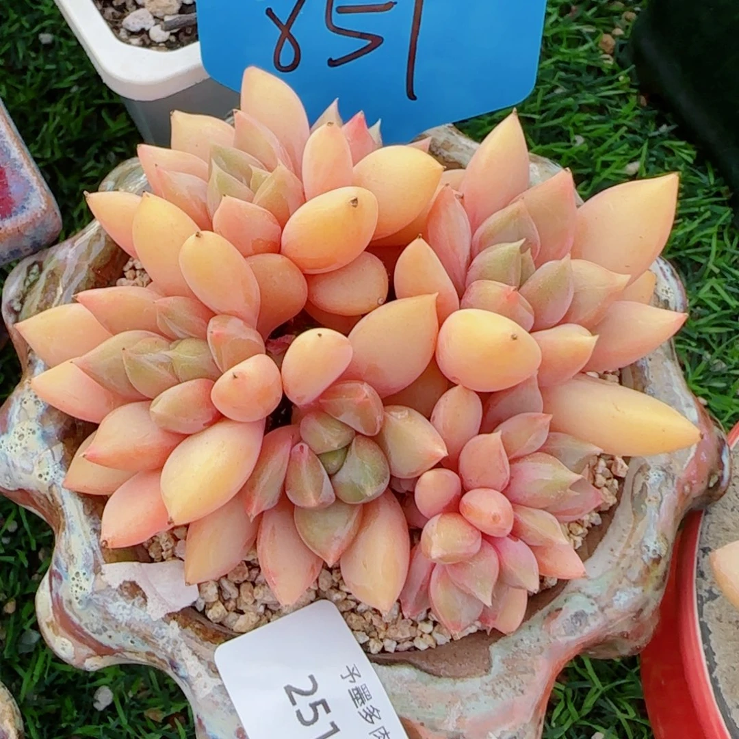 红象牙，2515多肉植物