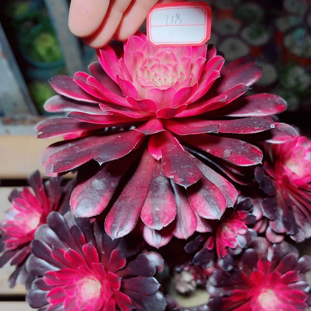 118号多肉植物保护研究所