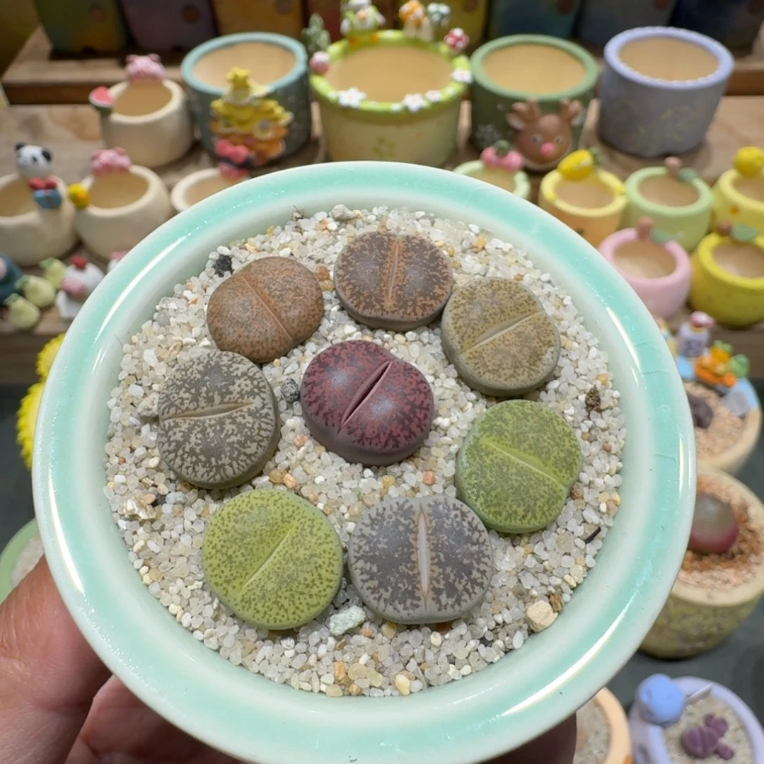 蘑菇1089紫薰彩拼多肉植物