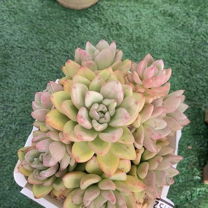 奶油鳄梨27152多肉植物