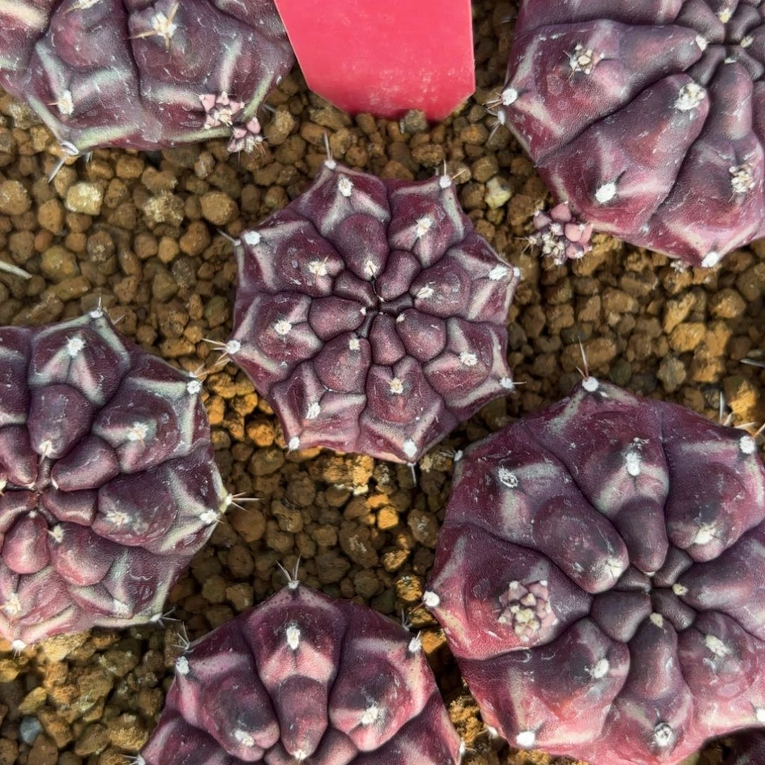 L511-1226泰国发货 梦想