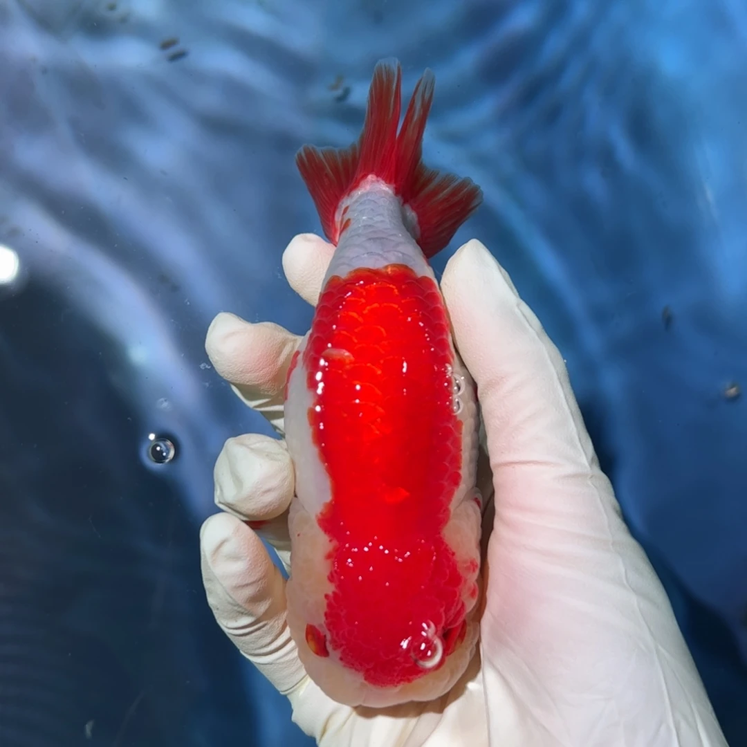 金鱼买够三条顺丰包邮陆运