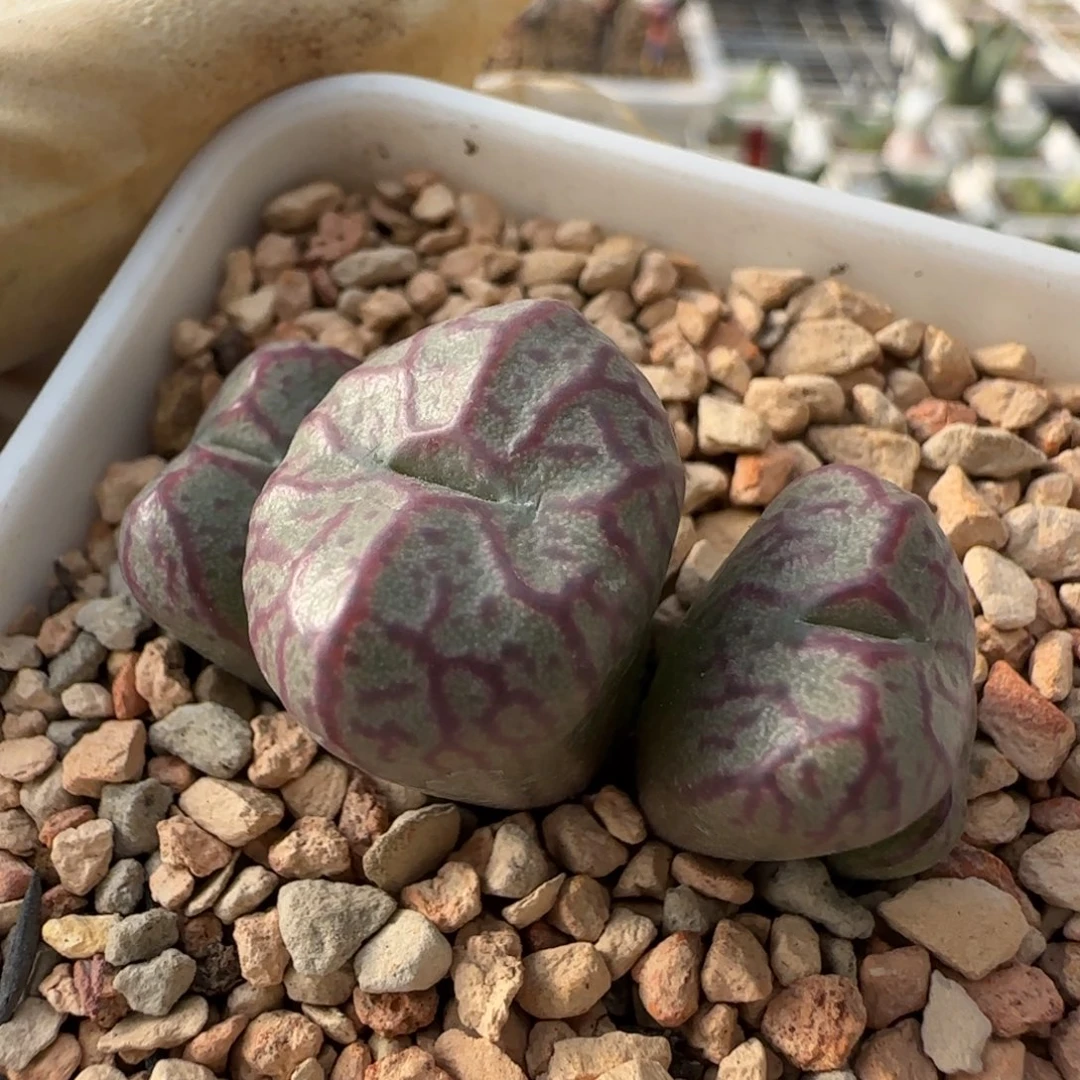 12-9-6-5当天满38包邮大型mf3杂交脱土