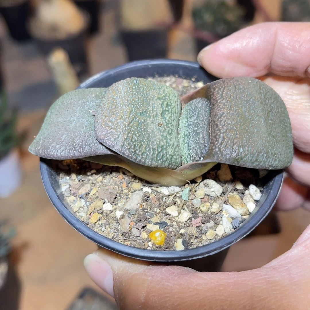 军配卧牛一物一拍