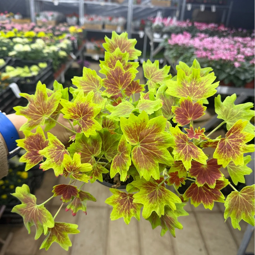 精品枫叶天竺葵到手一盆