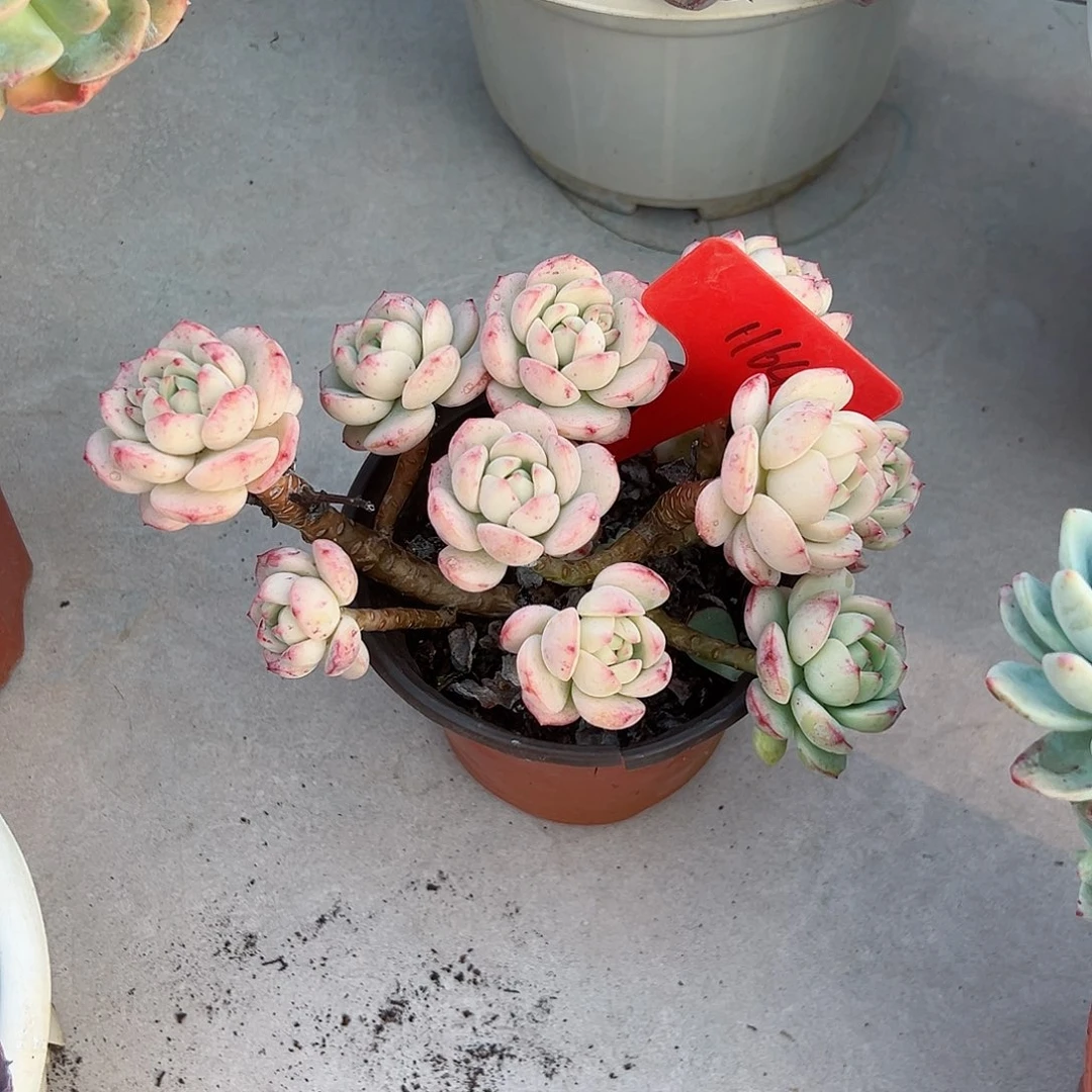 米**?1164香草多肉植物