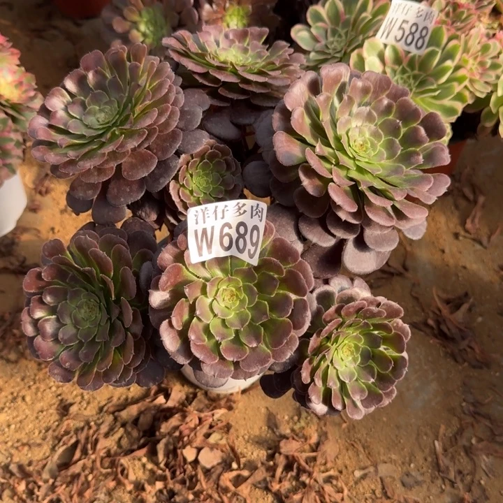 689黑萝莉官服25左右2