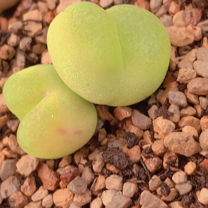 186666686556565885666855