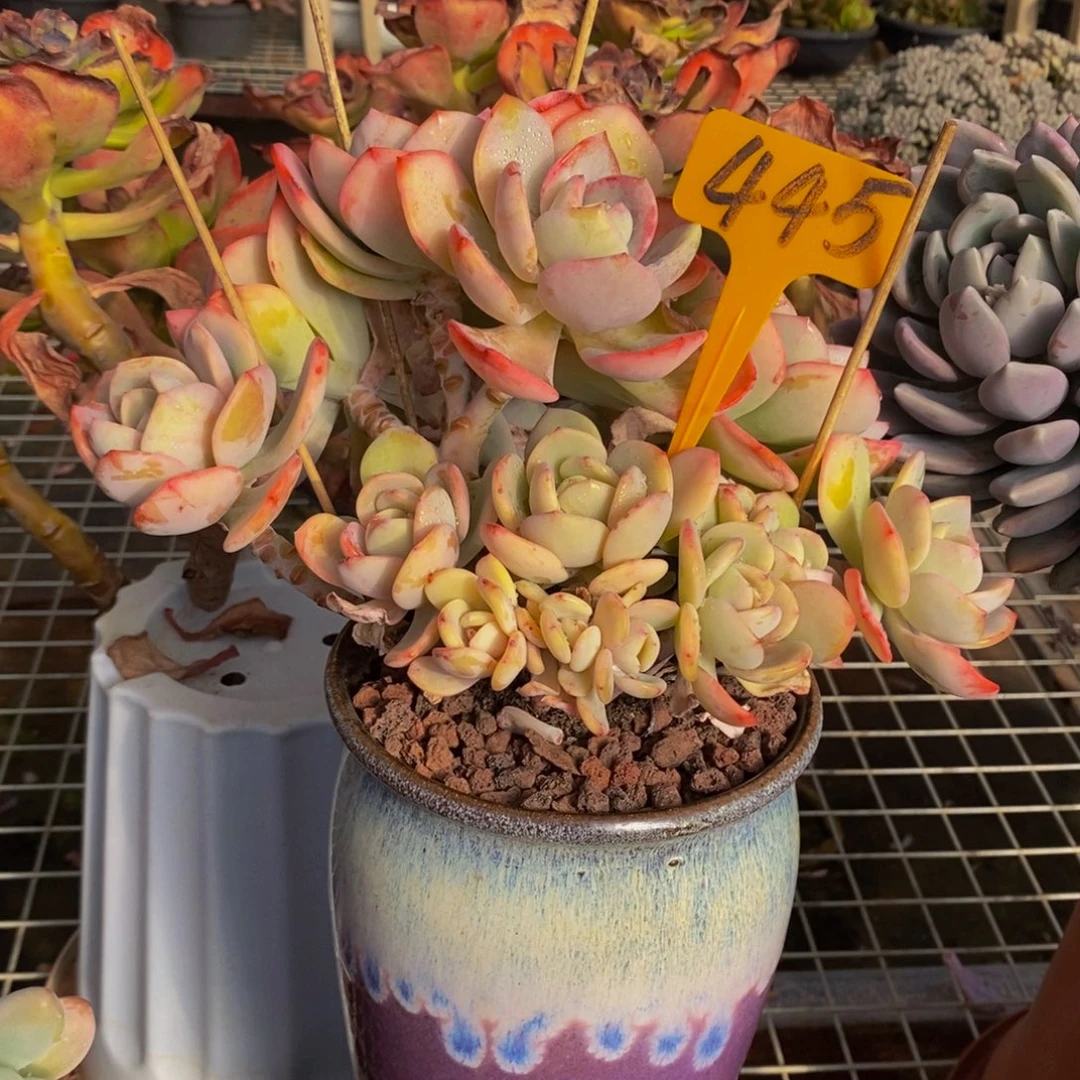 白月光朵朵445。