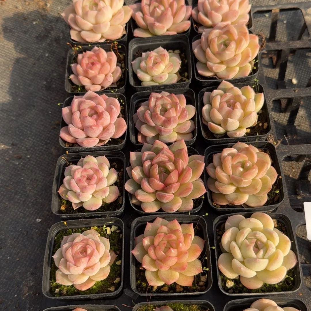 多肉杂交一物一拍13-71