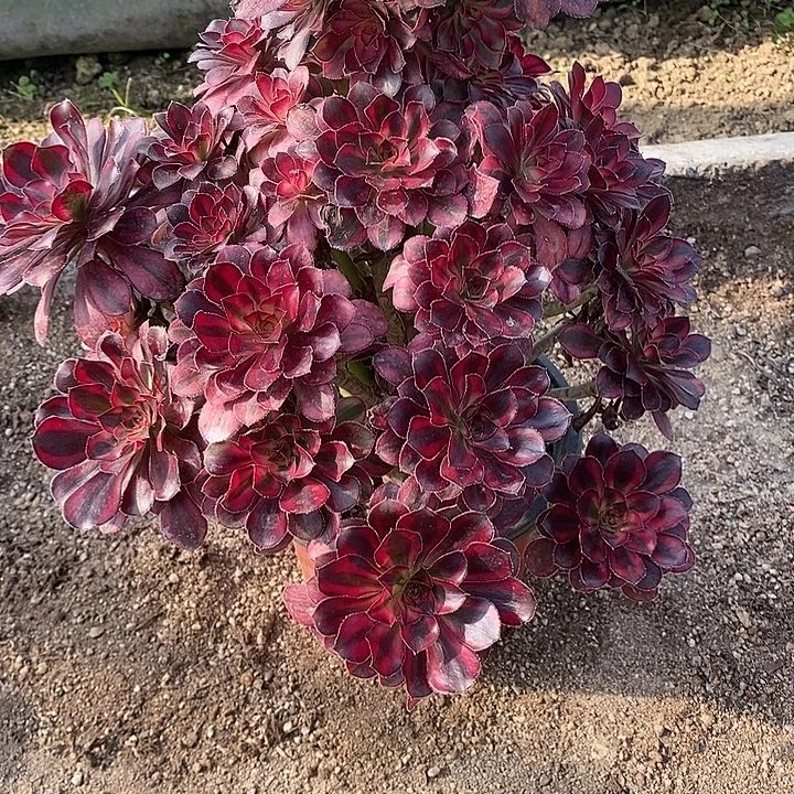 喜***梢多肉植物香奈儿865多肉