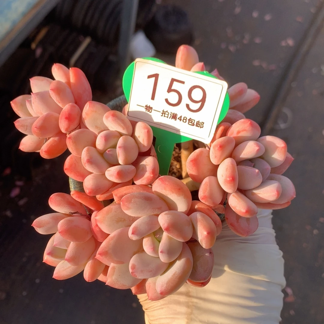 珍舞奶酪无砍平头159