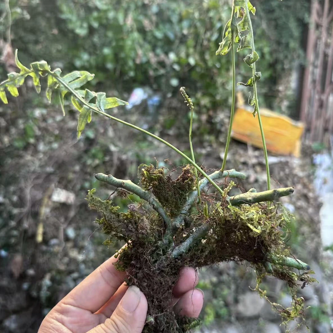 【蛟哥土特产】高山水龙骨