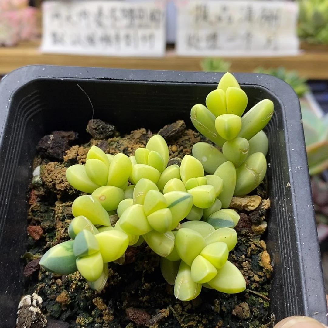 26207 鹿角海棠锦