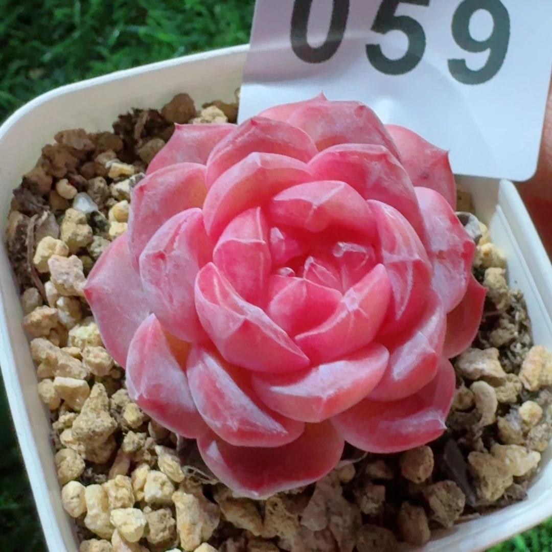 冰魄         精品多肉