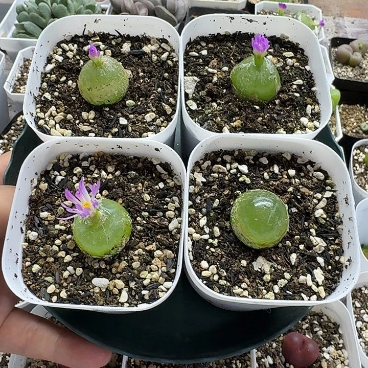 老马生石花灯泡707