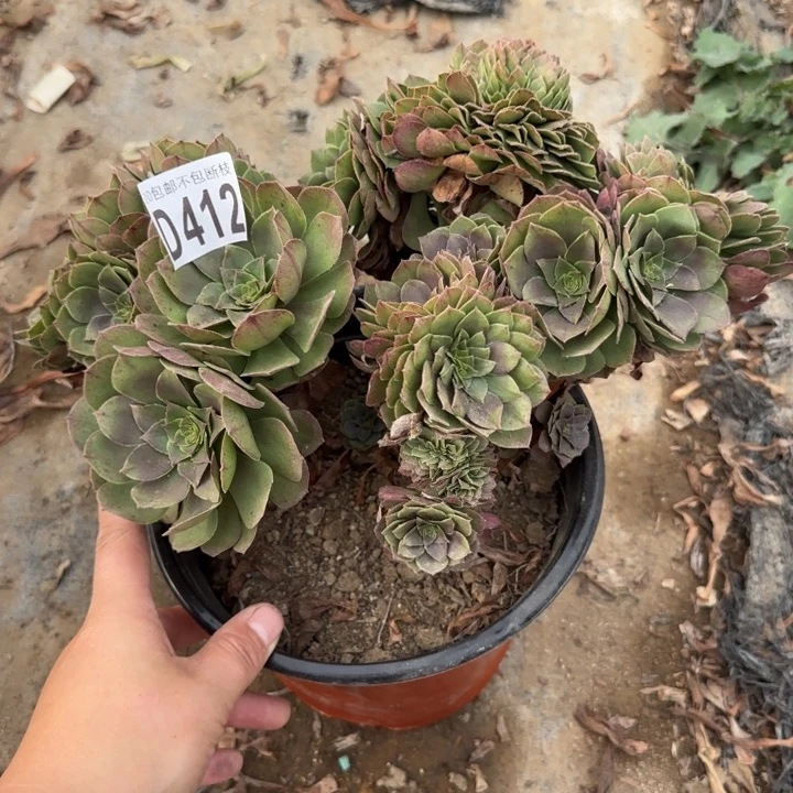 万缀……多肉植物……