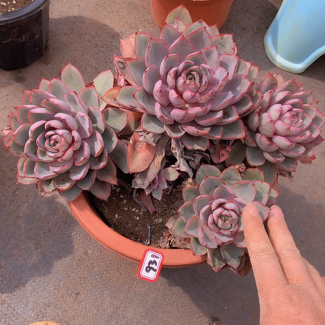 一物一拍多肉931赫拉