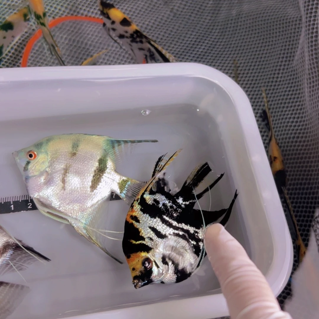 神仙鱼原**院熊猫蓝魔斑马