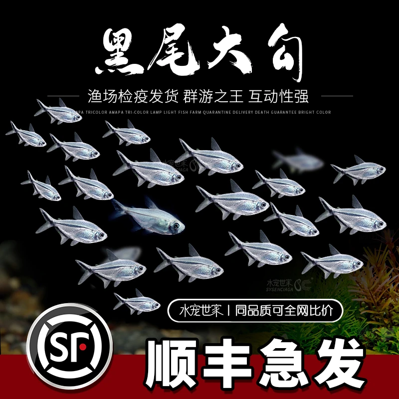 直播优惠]精品黑尾大勾草缸群游鱼淡水天使热带活体
