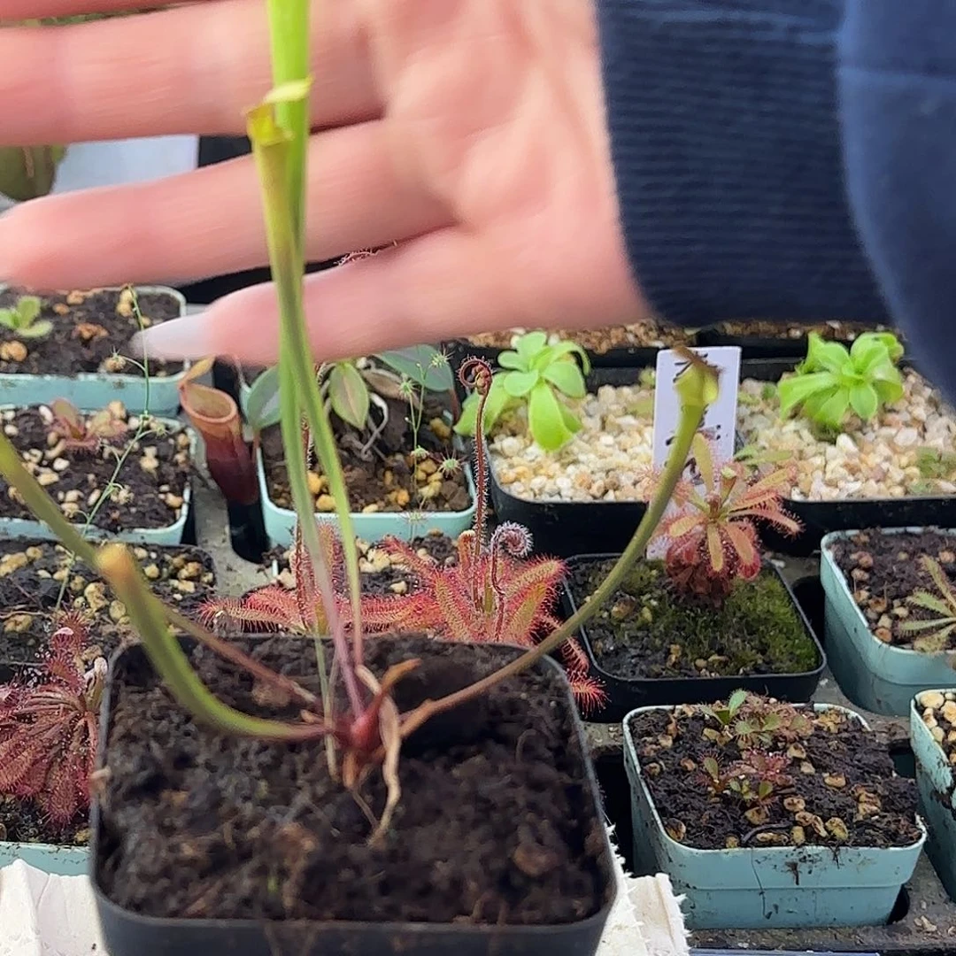 完全开放绿巨人瓶子草