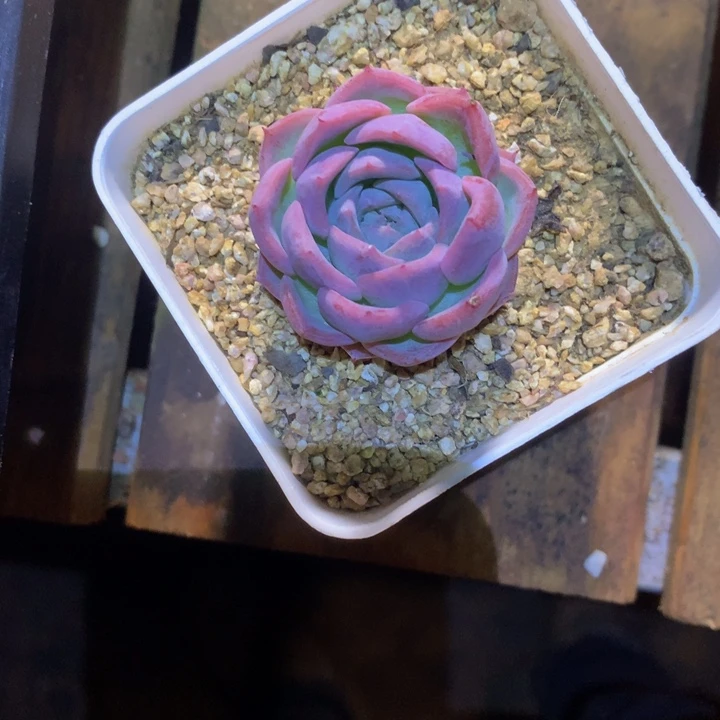 水晶玫瑰一物一拍