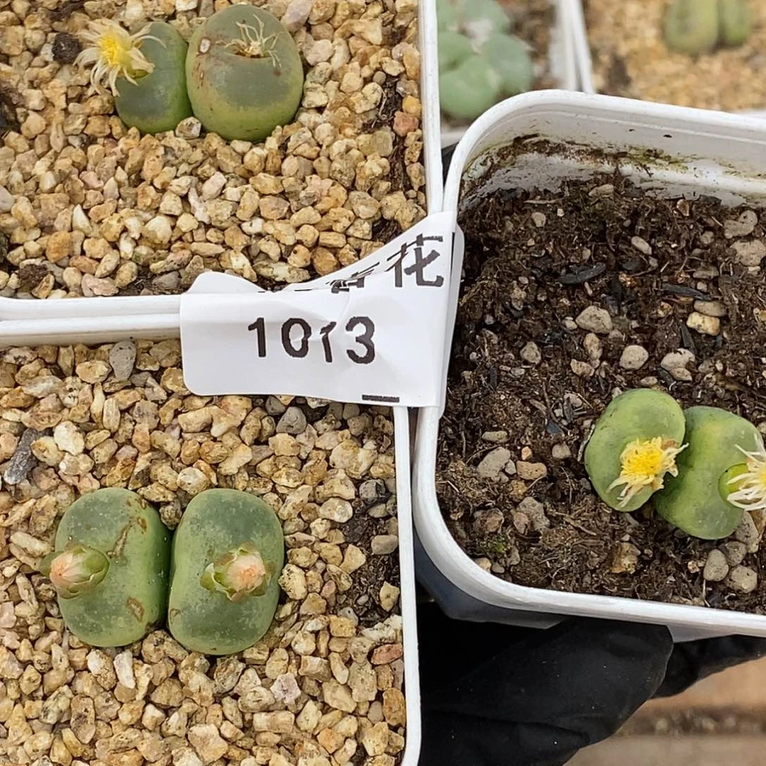 Q**n1017-32-打包杂交有伤特。