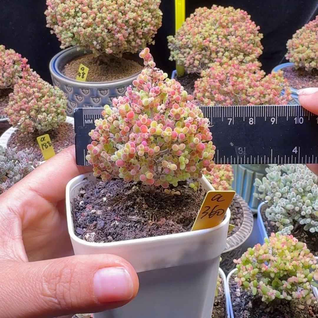 a360号蜜橘冠服6厘米左右圣诞树