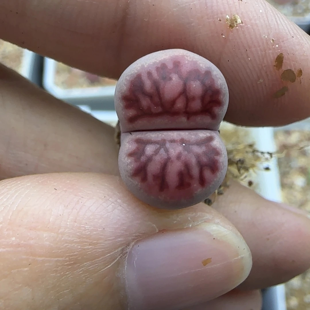 160透窗粗纹紫菊清框福利大棚直播