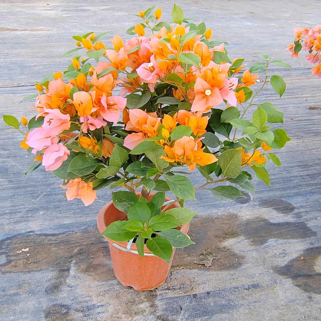 变色龙三角梅盆栽盆栽老桩带花阳台室内外四季开花卉植物庭院树苗