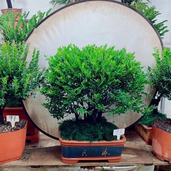 天***1完全开放小叶紫檀93