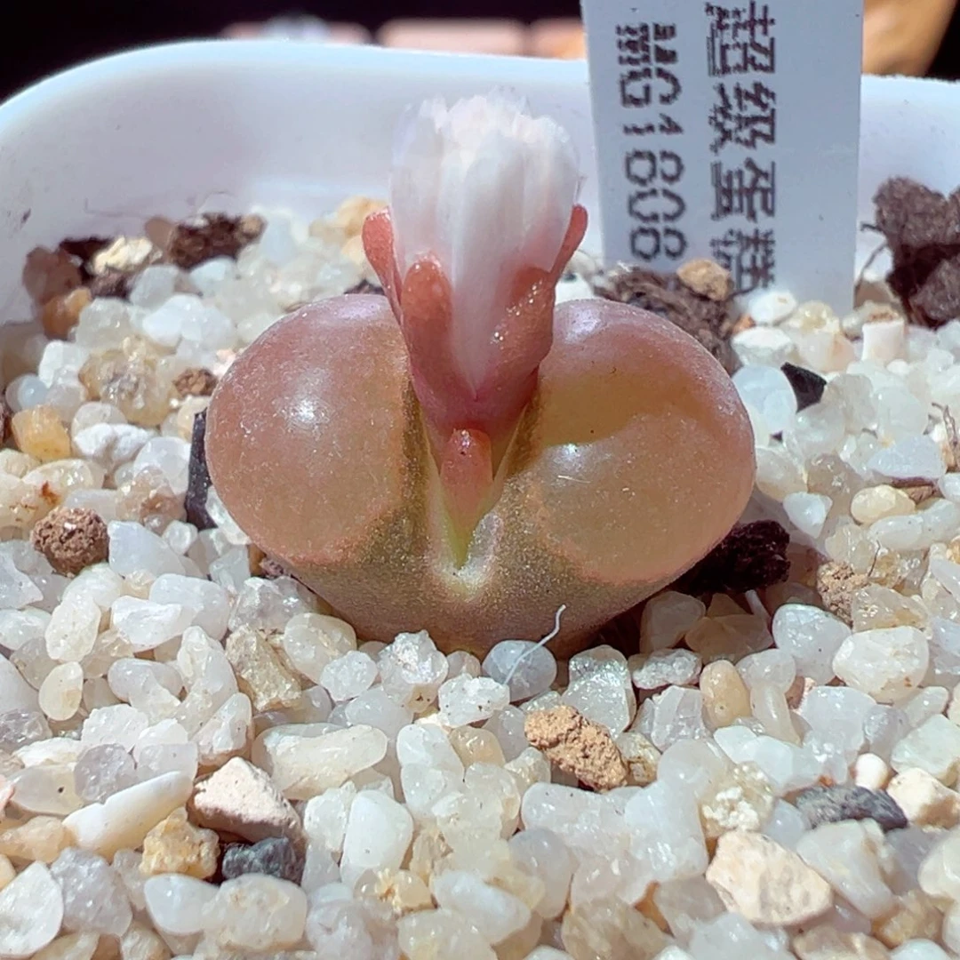 1113-642多肉多肉超级蛋糕风铃