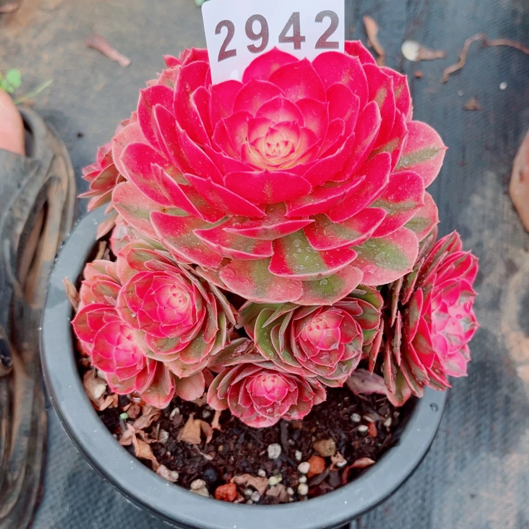 糖心荔枝特价多肉