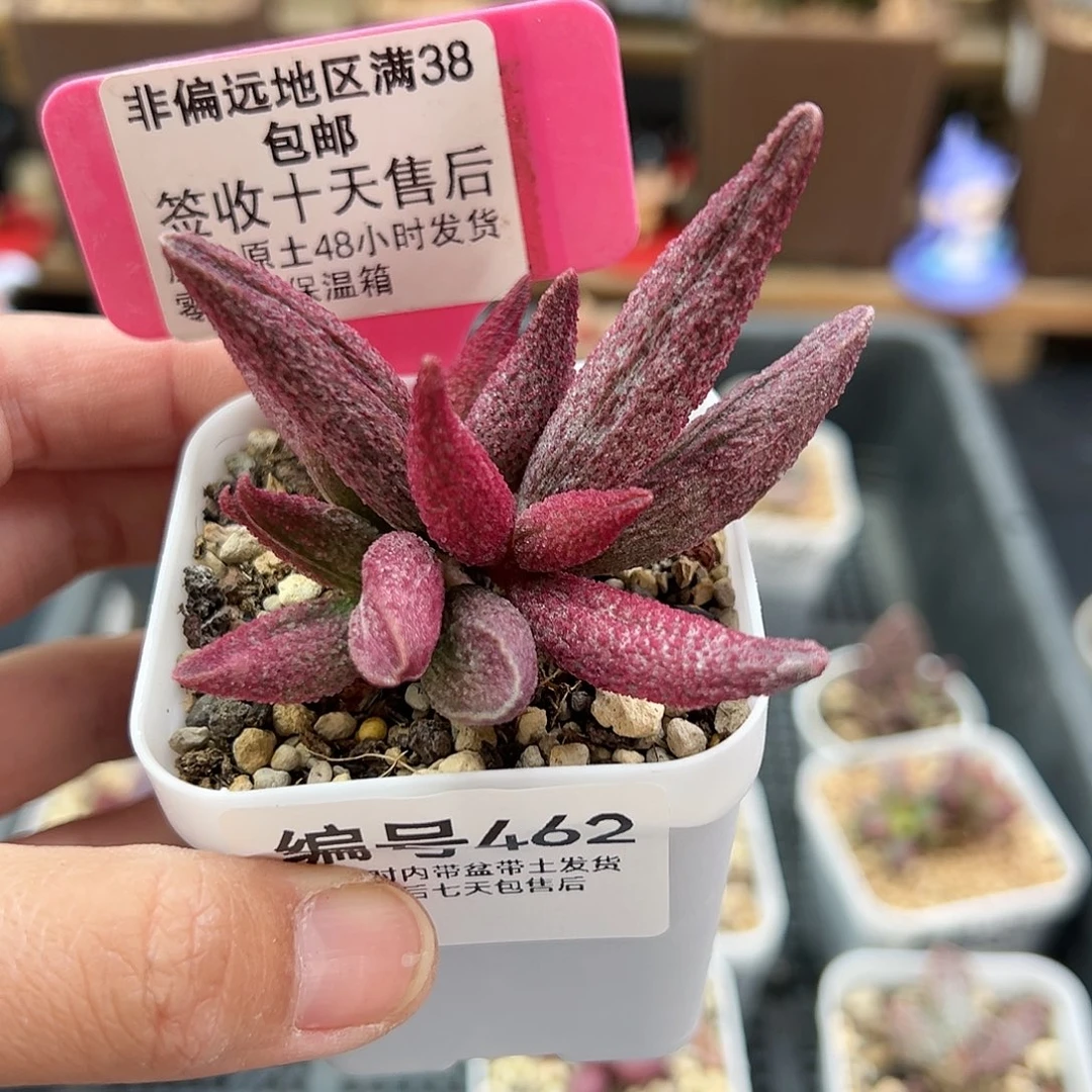 462猪尾巴多肉植物