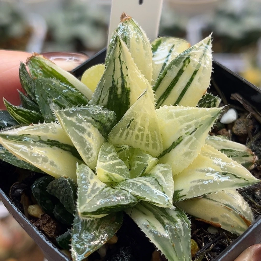 19实生寿锦带仔福利专场