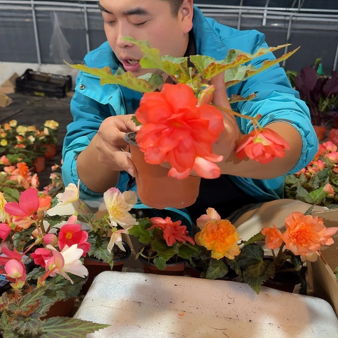 当前无花栽培后可以开花130玛丽宝，不拍保温冻死不售后