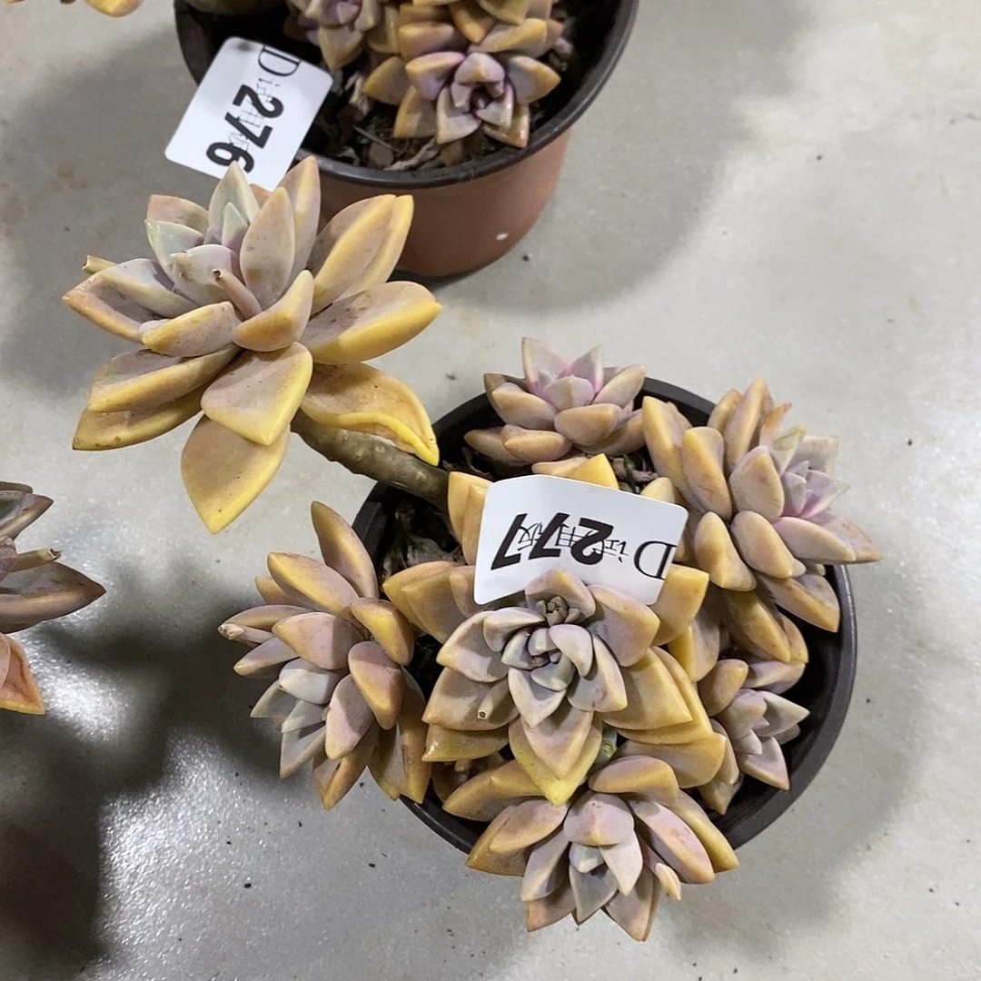 敏*277紫雾多肉植物