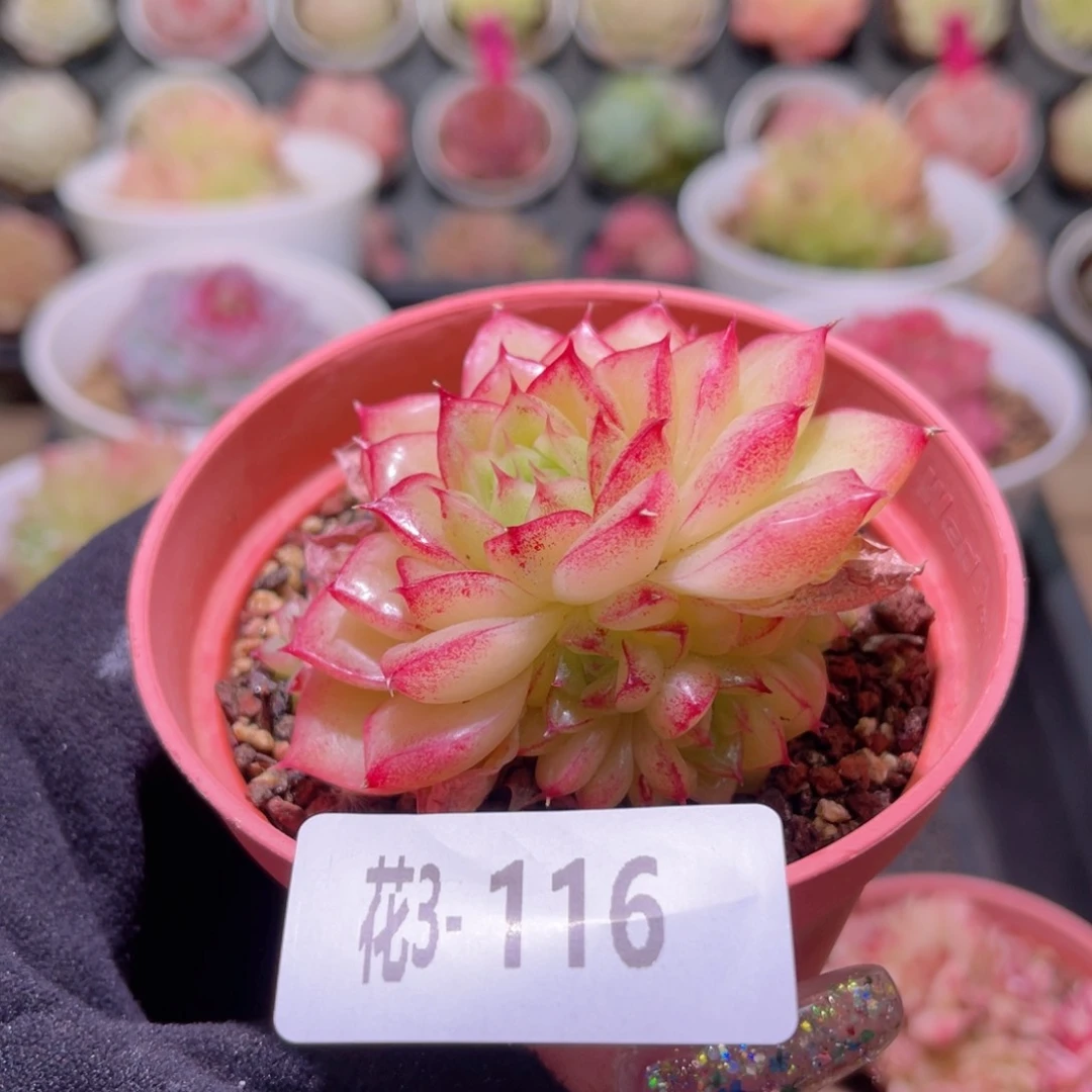 花利美3-116麦秆带仔