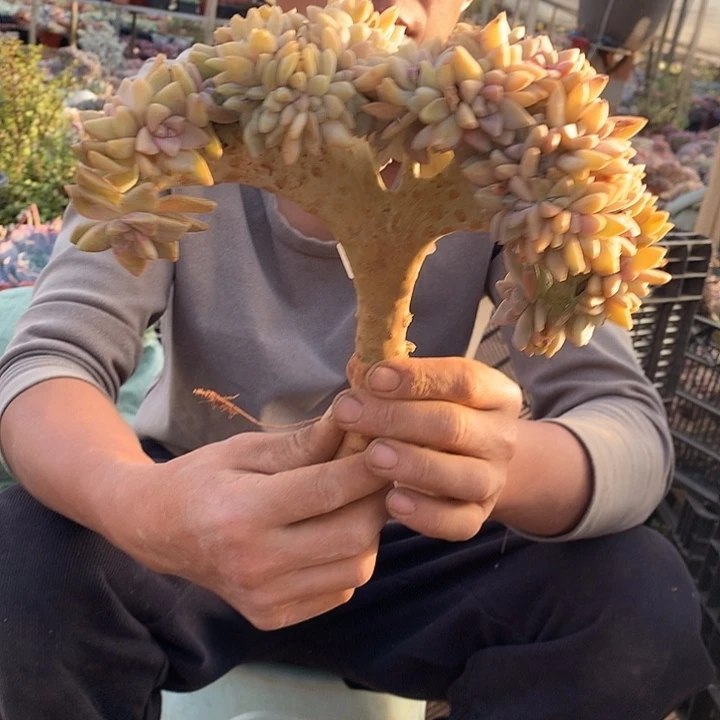 701 淡雪缀  一物一拍多肉