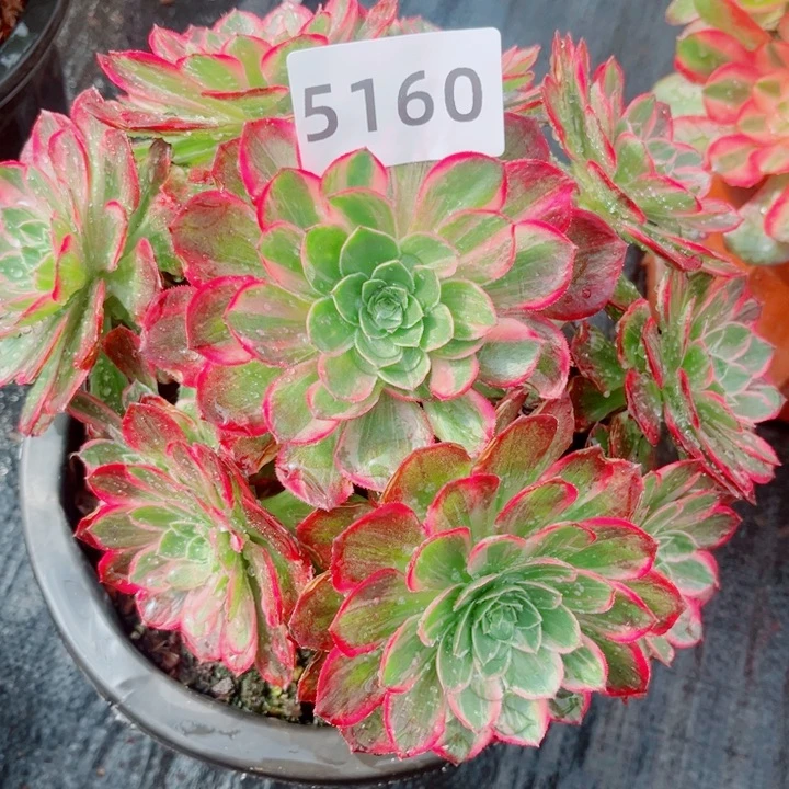 万彩灯多肉老桩24厘米