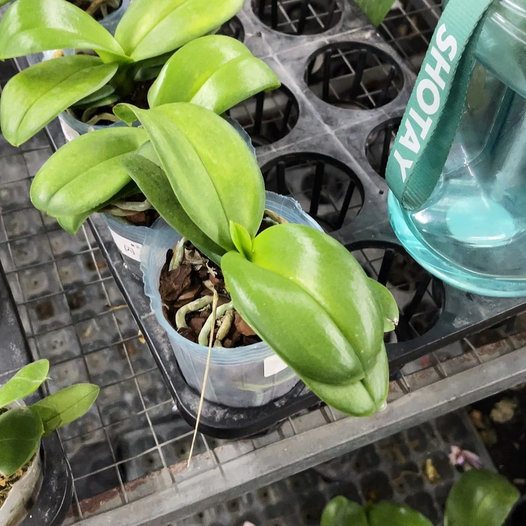 当前无花栽培后可以开花夏*蝴蝶兰闪烁