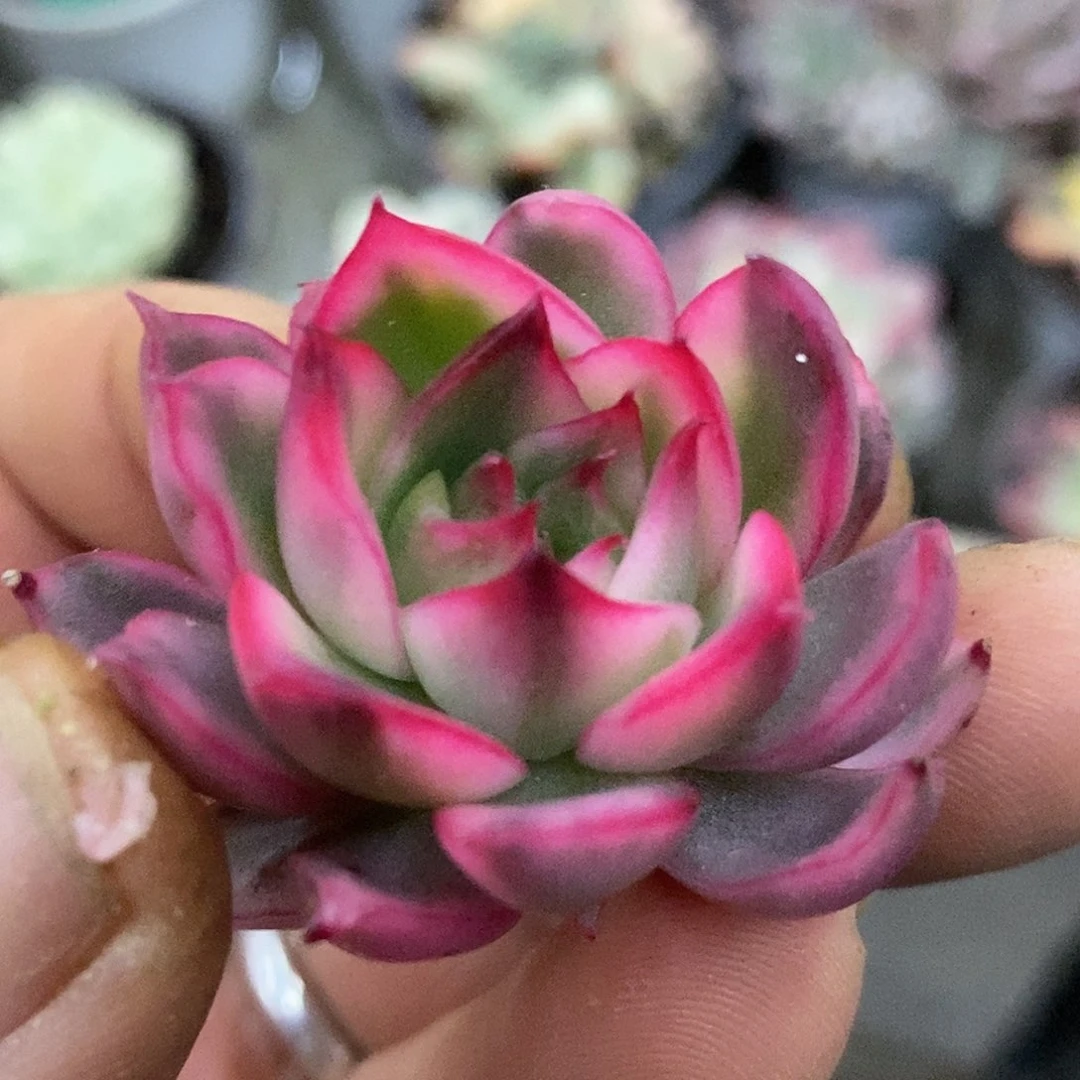 663侧牙哈哈哈哈哈哈