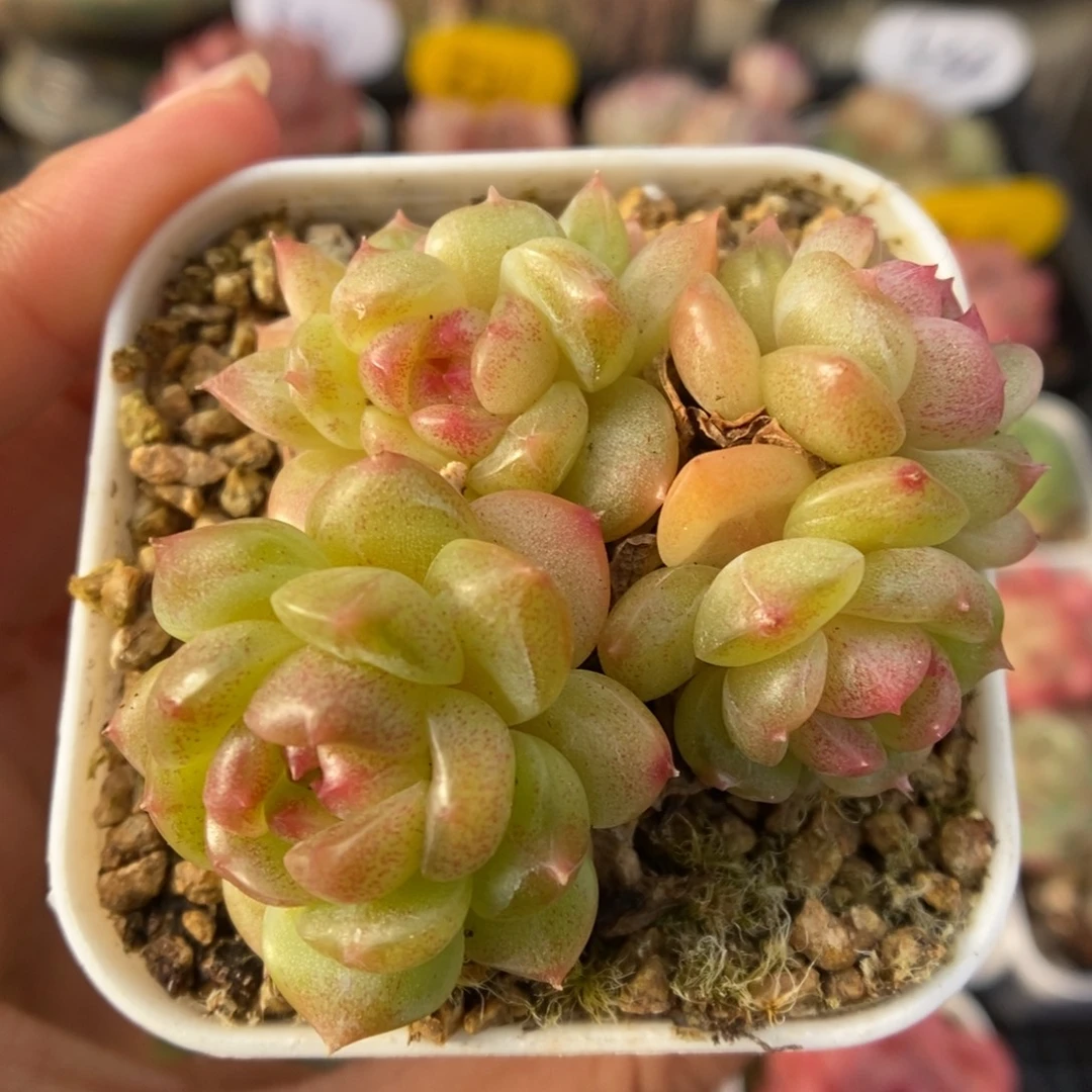 油透珍妮群生597号