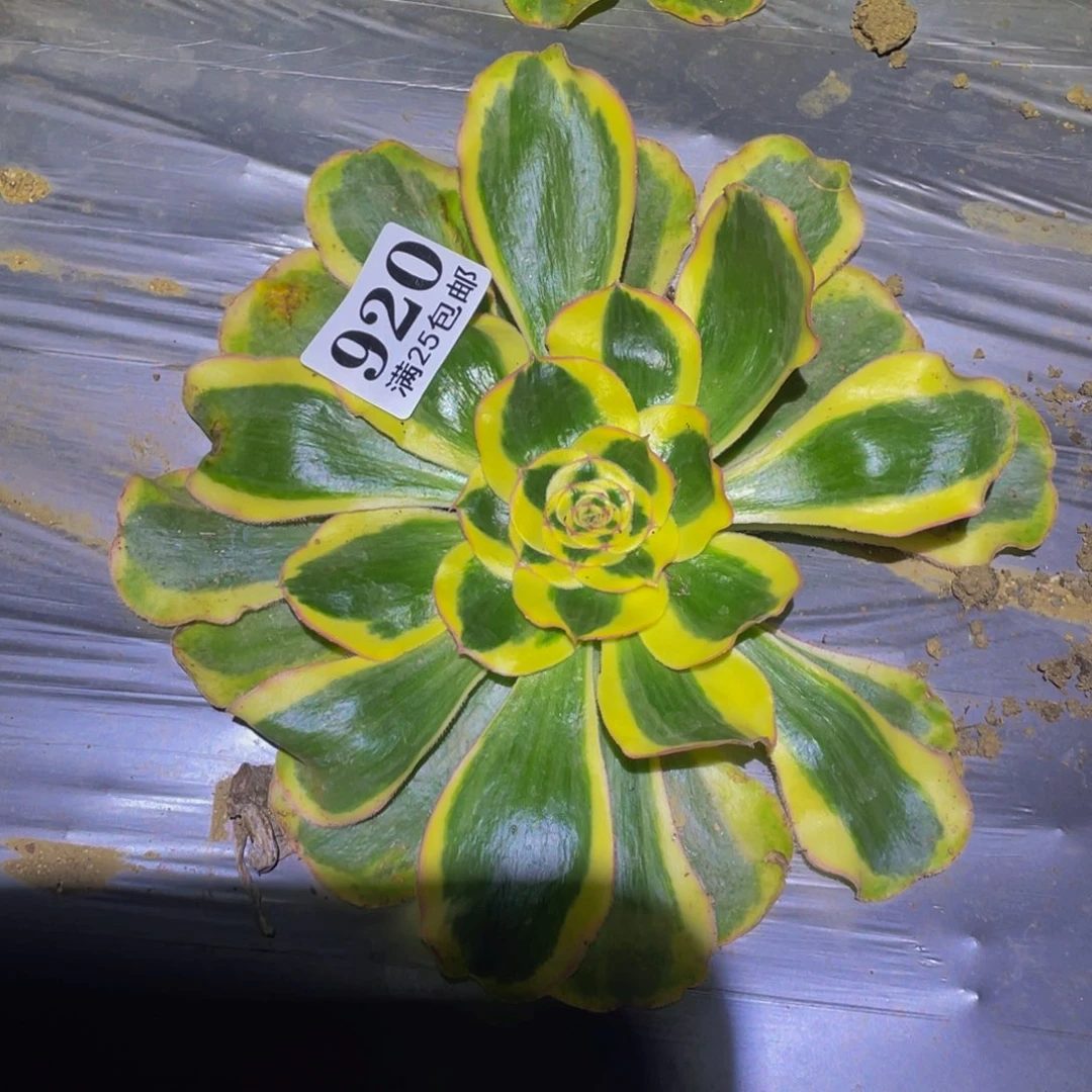 王妃多肉植物多肉植物920